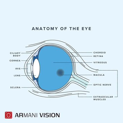 آناتومی چشم